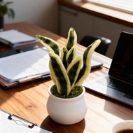 懶人招財福音 手作毛根虎尾蘭小盆栽