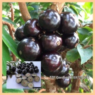Pokok tut Jaboticaba Anggur brazil brasil