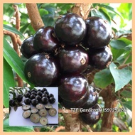 Pokok Buah tut Jaboticaba Anggur brazil brasil