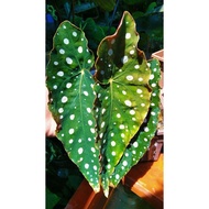 ECHEVERIA PURPESORUM / BEGONIA MACULATA READYSTOCK