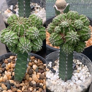 Euphorbia Sepulta