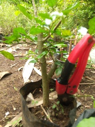 bahan bonsai serut hidup