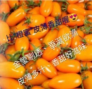 【燕農之家】2024產期結束‼️ ♥無毒-橙蜜香小番茄/5斤禮盒裝/美濃小番茄/橙蜜香