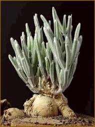 【石在好玩】 Seyrigia Humbertii 葫蘆科塊根-棉花棒