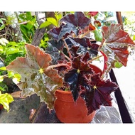 Begonia Plant/Live Plant/Bunga Begonia/READYSTOCK/Star begonia