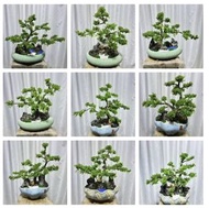 黃楊盆景綠植植物盆栽