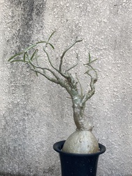 索馬里沙漠玫瑰