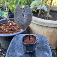 รวมโคโลคาเซีย สายดำเขียว (colocasia) กระถาง 3-6 นิ้ว มีหลายสายพันธ์ เช่น Kona Coffee Black Beauty Bl