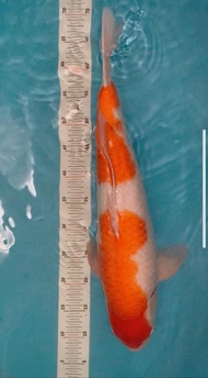 Ikan Koi Import Kohaku Momomotaro 60 Cm Alyashop243