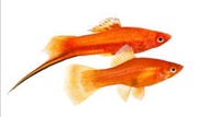 SWORDTAIL FISH/LIVE FISH/IKAN HIASAN/ORNAMENTAL FISH /AQUARIUM NEED /READY STOCK