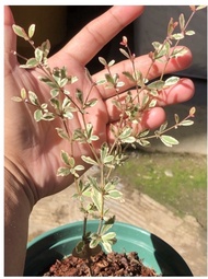 Variegated African Talisay