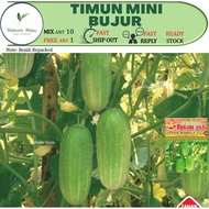 5 biji benih TIMUN MINI BUJUR cucumber ulam seeds