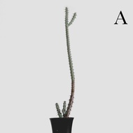 zac.culent - Euphorbia louwii (Succulent Cactus)