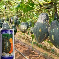 大面積種植南瓜  香芋南瓜種子 種籽50克罐香芋味濃郁耐貯運發芽率高tbgz