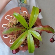 日光粗陶植板手工原創掛板鹿角蕨上板蝴蝶蘭球蘭板植