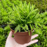 Plantsman | Drosera Capensis / Cape Sundews