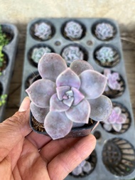 Graptopetalum Purple Delight ไม้อวบน้ำ น่ารักๆ กระถาง 2 นิ้ว