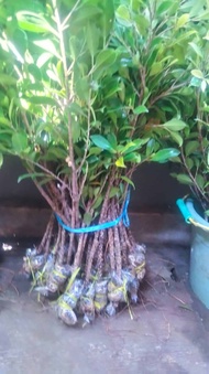 Paket hemat kimeng bahan bonsai bibit murah 40-50cm