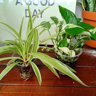combo 2 plant (Spider plant / money plant njoy)