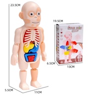 Human body anatomy toy Human body Parts model - normal box