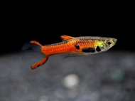 (Pair) Red Scarlett  Endler | Fire Red Endler Guppy Fish
