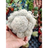 Abby Le Shop @ Cactus 001