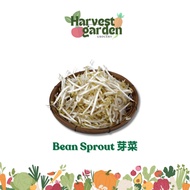 Fresh Bean Sprout // Taugeh 豆芽/芽菜 (500g or 1kg) Daily Fresh Vegetable