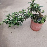 Cliff Bonsai Bird Plum Fujian Tea Elm Tree June Snow Festival White Wax Tiger Skin Fragrant Wooden N