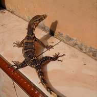 varanus salvator/ biawak air juve