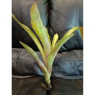 Bromeliad Aechmea Lueddemanniana / 'Anggur' (Rare Plant)