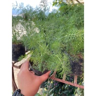 DILL HERBAL DILL HERBAL