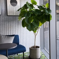 【室內盆栽】愛心榕盆栽 開幕盆栽 盆栽送禮 升遷送禮 辦公室植物