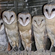 Burung Hantu Tyto Alba/Barn Owl/Serak Jawa Dares