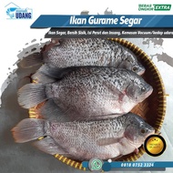 PROMO IKAN GURAME SEGAR / IKAN GURAME KONSUMSI FRESH 1kg isi 3-4 ekor