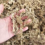 (100g-500g) Chilean Sphagnum moss 7A Premium 智利水苔