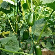 Golden Boy and Jade Girl fruit cucumber seeds Mini spiny cucumber seeds spring and autumn balcony vegetable seed seedlings