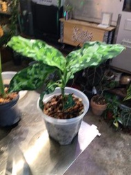 迷彩粗肋草 AGLAONEMA PICTUM ‘TRICOLOR’