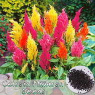 ปลูกง่าย เมล็ดสด100% เมล็ดพันธุ์ เซโลเซีย พลูโมซา บรรจุ 200 เมล็ด สีผสม Mixed Color Celosia Plumosa Flower Seed บอนสีราคาถูก เมล็ดบอนสี ต้นไม้มงคล บอนสี ดอกไม้ปลูกสวยๆ เมล็ดพันธุ์ดอกไม้ ไม้ประดับ พันธุ์ดอกไม้ ดอกไม้ปลูก แต่งบ้านและสวน Seeds for planting