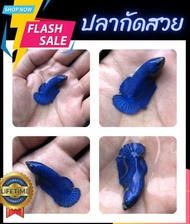 ปลากัดสีน้ำเงิน ปลากัดสวยงาม Betta Bule ตัวผู้ อายุ4 เดือน ขนาด1.3นิ้ว รับประกันการจัดส่ง100% ส่งด่วนEMS มีบริการเก็บปลายทาง ปลากัดแฟนซี