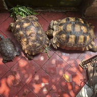 KURA KURA SULCATA DEWASA MURAHH