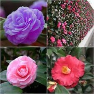 1pc Camellia Flower Seeds Bonsai Seeds Beautiful Home Room #CA8