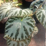 tanaman hias begonia macan - begonia tiger - begonia harimau