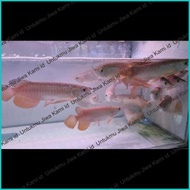 PROMO ikan arwana Golden Red 16- 20cm