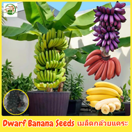 เมล็ดพันธุ์ กล้วยแคระ เมล็ดกล้วยแคระ บรรจุ 50 เมล็ด Mixed Dwarf Banana Seeds Fruit Seeds for Planting เมล็ดผลไม้ ต้นไม้ผลกินได้ พันธุ์ไม้ผล บอนไซ บอนสี ต้นบอนสี เมล็ดบอนสี ต้นผลไม้ ต้นไม้แคระ ผลไม้อร่อย ปลูกง่าย คุณภาพดี ราคาถูก ของแท้ 100% อัตรางอกสูง!