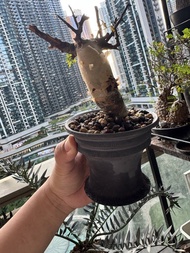 塊根植物 正白皮橄欖
