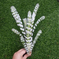 [ Ready Stock ] Bromeliad Aechmea Vista - Individual Plant