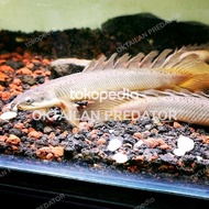 Palmas senegalus slayer istimewa