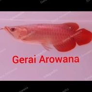 Ikan Arwana Super Red Spesial Spon +-27