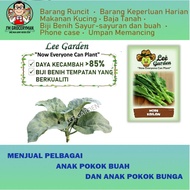 LEE GARDEN BIJI BENIH MORE KAILAN LEE GARDEN MORE KAILAN SEED VEGETABLE FRUIT/ SAYUR BUAH BIJI BENIH TANAH POKOK BUNGA