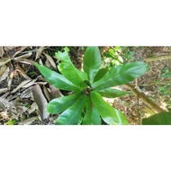 pokok langsuir semulajadi